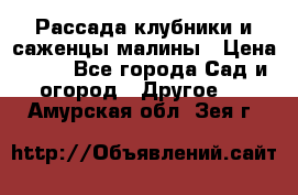 Рассада клубники и саженцы малины › Цена ­ 10 - Все города Сад и огород » Другое   . Амурская обл.,Зея г.